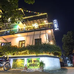 Big Tree Hostal